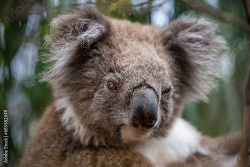 Fototapeta Naklejka Na Ścianę i Meble -  Old Koala in Gum Tree