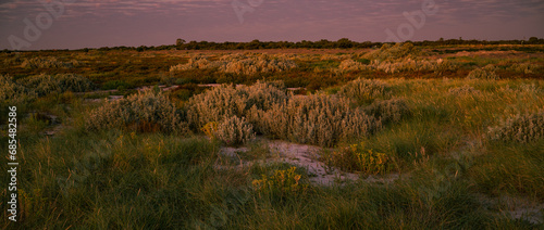 sunset over coastal vegetation