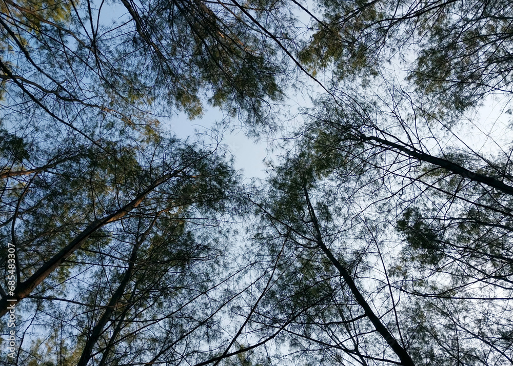 Fototapeta premium Trees and plants with sky background