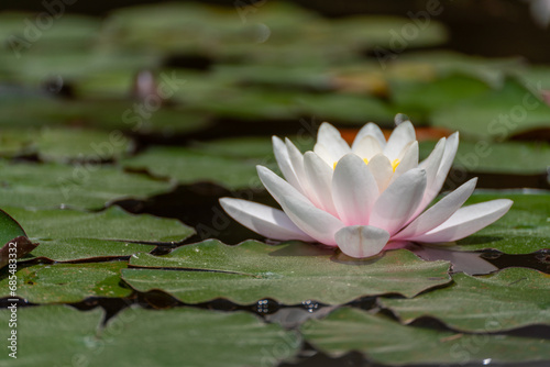 Pink lotus water lily flower in pond  waterlily with green leaves blooming