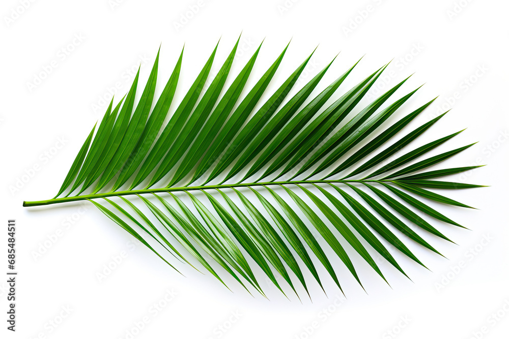 Obraz premium green palm leaf isolated on white background