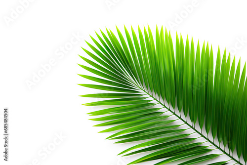 green palm leaf isolated on white background