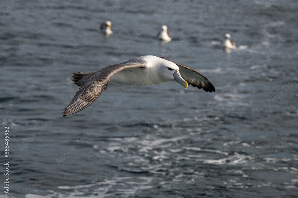 Fototapeta premium Cruising Albatross
