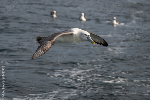Cruising Albatross