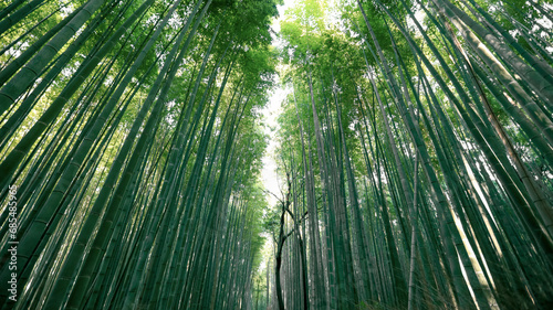 Famous Bamboo forest near Arashiyama  Kyoto city  Japan