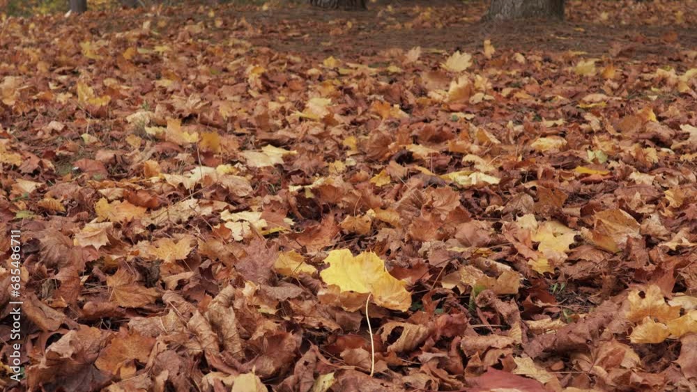 Man walks on autumn leaves rustling underfoot, embracing the serene, cool ambience. Man walks on autumn leaves rustling underfoot, embracing the serene, cool ambience.