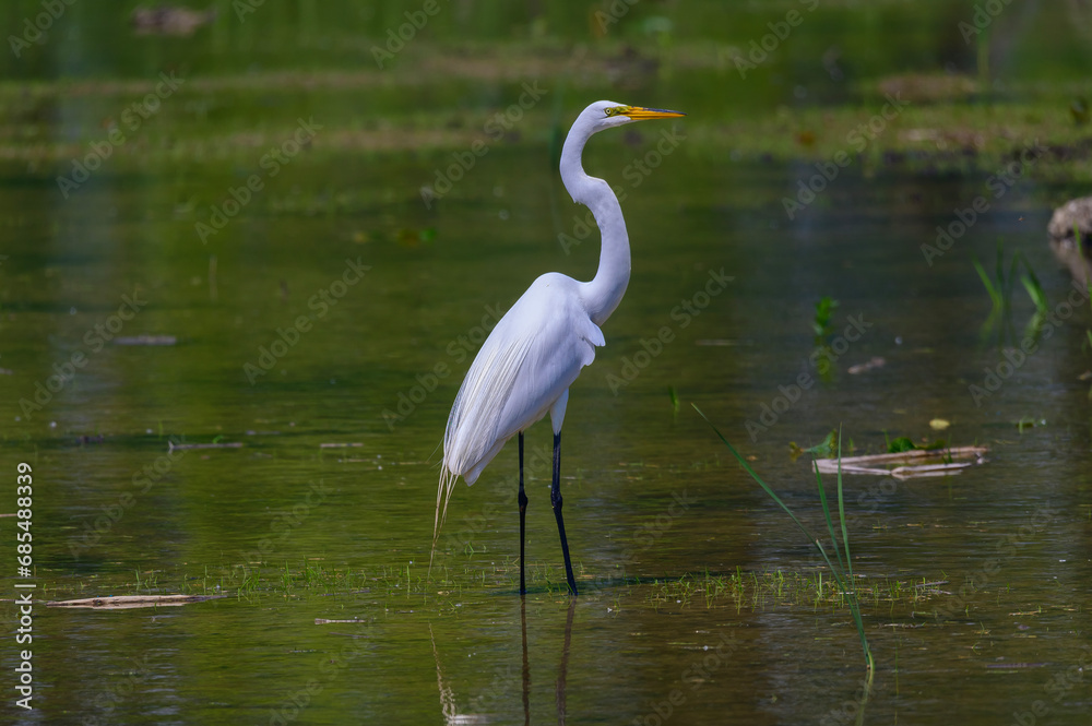 Fototapeta premium A Great Egret wades in a pond in search for food at Bay City State Park, in Bay City, Michigan.