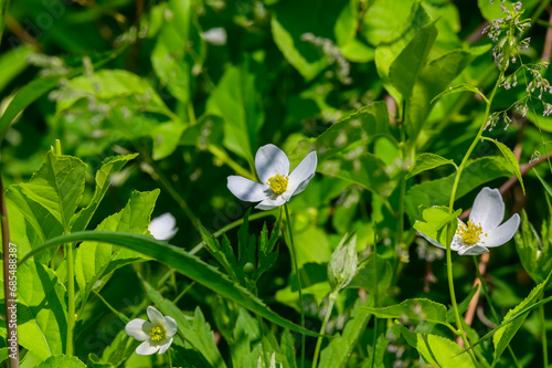 Meadow Anemone blooms by the lagoon at Bay City State Park, in Bay City, Michigan. © James W. Thompson