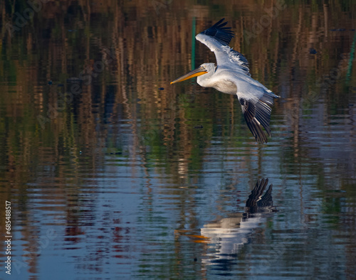 great white pelican in flight