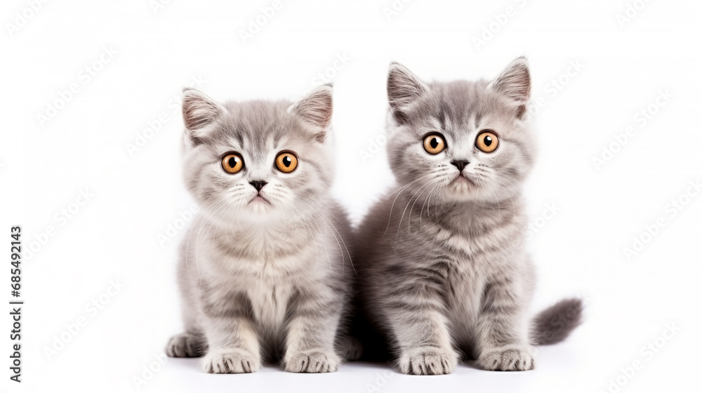 Portrait of two gray kitty cat, Looking in camera on Isolated white background, front view. Funny face