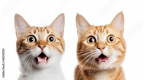 Portrait of red surprised Cat, Looking in camera on Isolated white background, front view. Funny face with open mouth