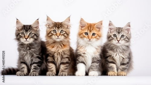 Portrait of cute Cat, Looking in camera on Isolated white background, front view. Funny face