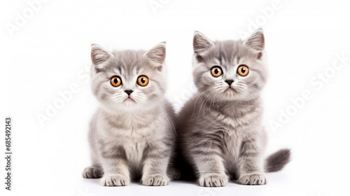 Portrait of two gray kitty cat, Looking in camera on Isolated white background, front view. Funny face