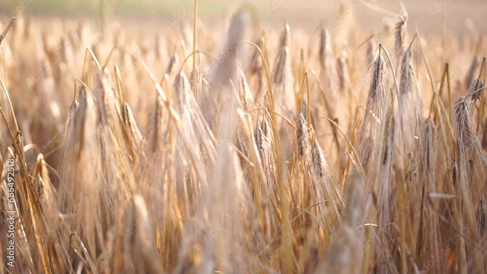 Farmer organic wheat field. Agriculture. Ripe ears of golden wheat at sunset. Harvesting on fertile soil agribusiness concept. large harvest of wheat in summer on field. Slow motion, close up Farmer organic wheat field. Agriculture. Ripe ears of golden wheat at sunset. Harvesting on fertile soil agribusiness concept. large harvest of wheat in summer on field. Slow motion, close up