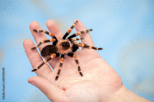 Tarantula spider on a man's hand close up. Tarantula spider as a pet.