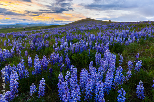 Colorful Wildflowers On a Mountain