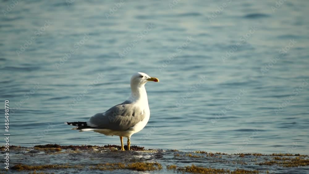 Slow motion close-up shot of a seagull on the rock against calm sea. Bird looking around and cleans its feathers, waiting for a prey and flies to catch a fish. No people. Slow motion Slow motion close-up shot of a seagull on the rock against calm sea. Bird looking around and cleans its feathers, waiting for a prey and flies to catch a fish. No people. Slow motion