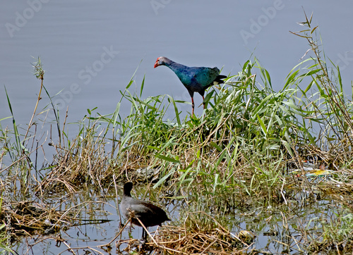 swamp hen in the lake
