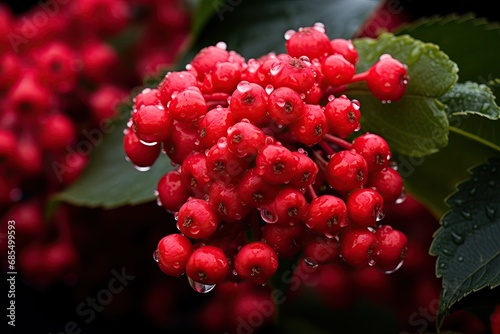 Red viburnum. Closeup of red edible berries. A bunch, cluster of snowball berries. Dew on berries and leaves of snowball tree. Botany, plant. White hazel tree. A racemation of viburnum berries photo