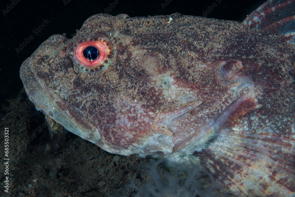 Daddy sculpin from Norway Daddy sculpin from Norway