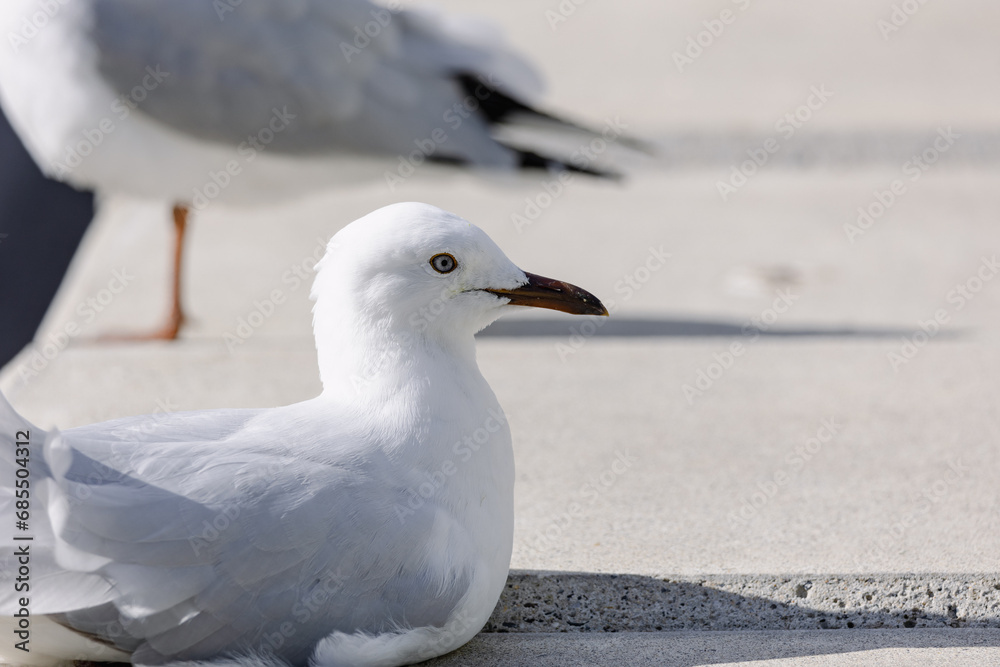 Obraz premium seagull sitting on the stone floor