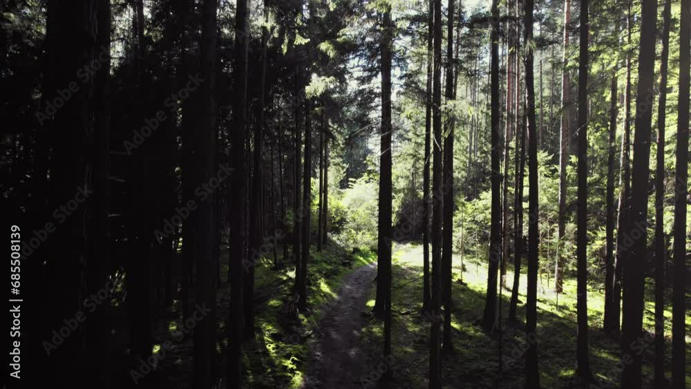forest woods in summer lush green pine tree branches, warm evening sun shining, walking path, flying up forest woods in summer lush green pine tree branches, warm evening sun shining, walking path, flying up