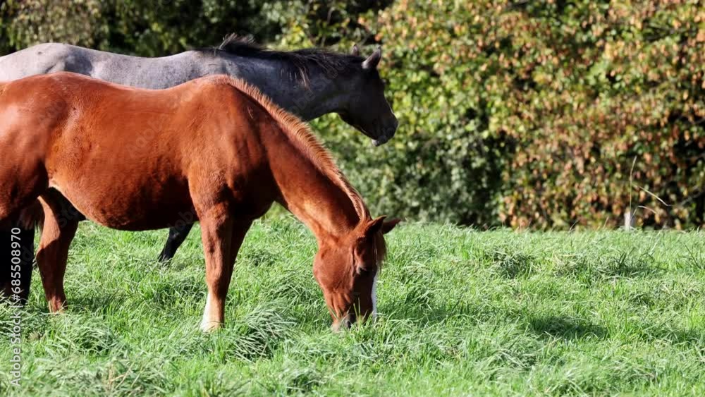 Close-up of a beautiful horse grazing in a field on green lush grass Close-up of a beautiful horse grazing in a field on green lush grass