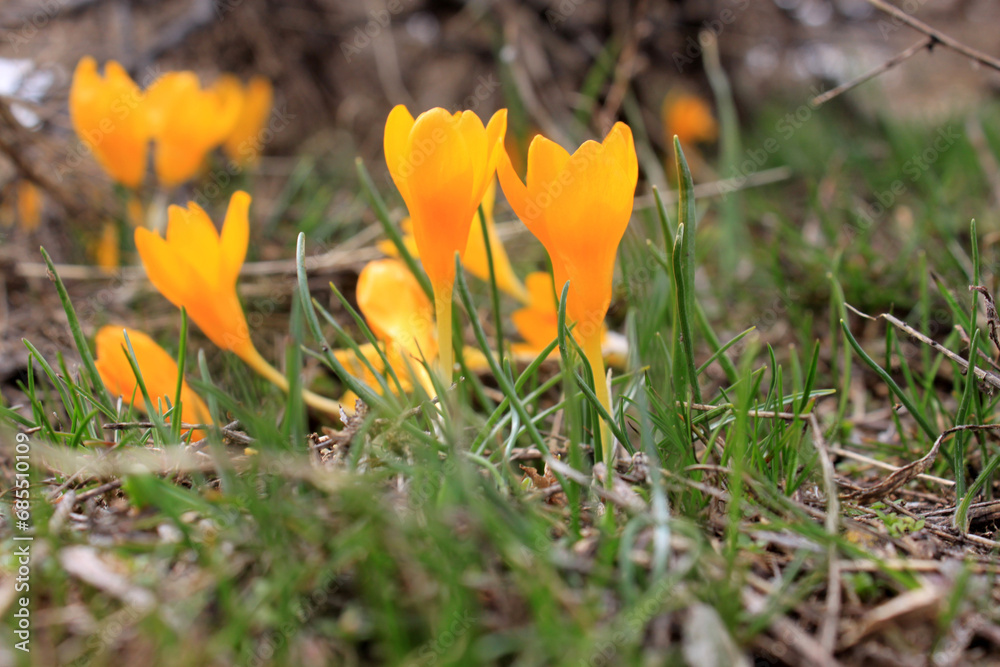 The first yellow crocuses in the spring garden The first yellow crocuses in the spring garden