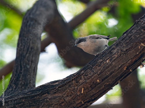 lesser white throat on the branch