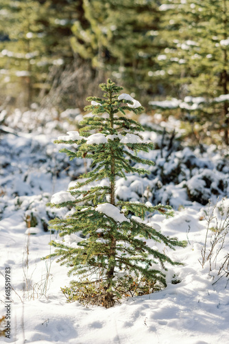 Close up of small snowy pine tree in forest on a sunny winter day