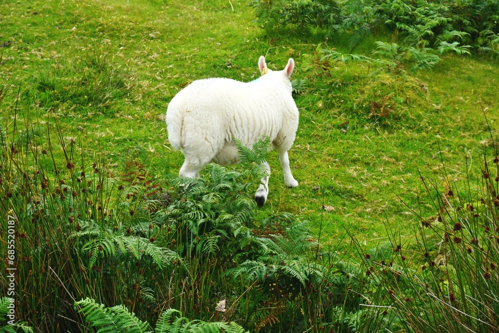 Obraz premium Lone woolly white sheep runs through a grassy meadow surrounded by leafy ferns