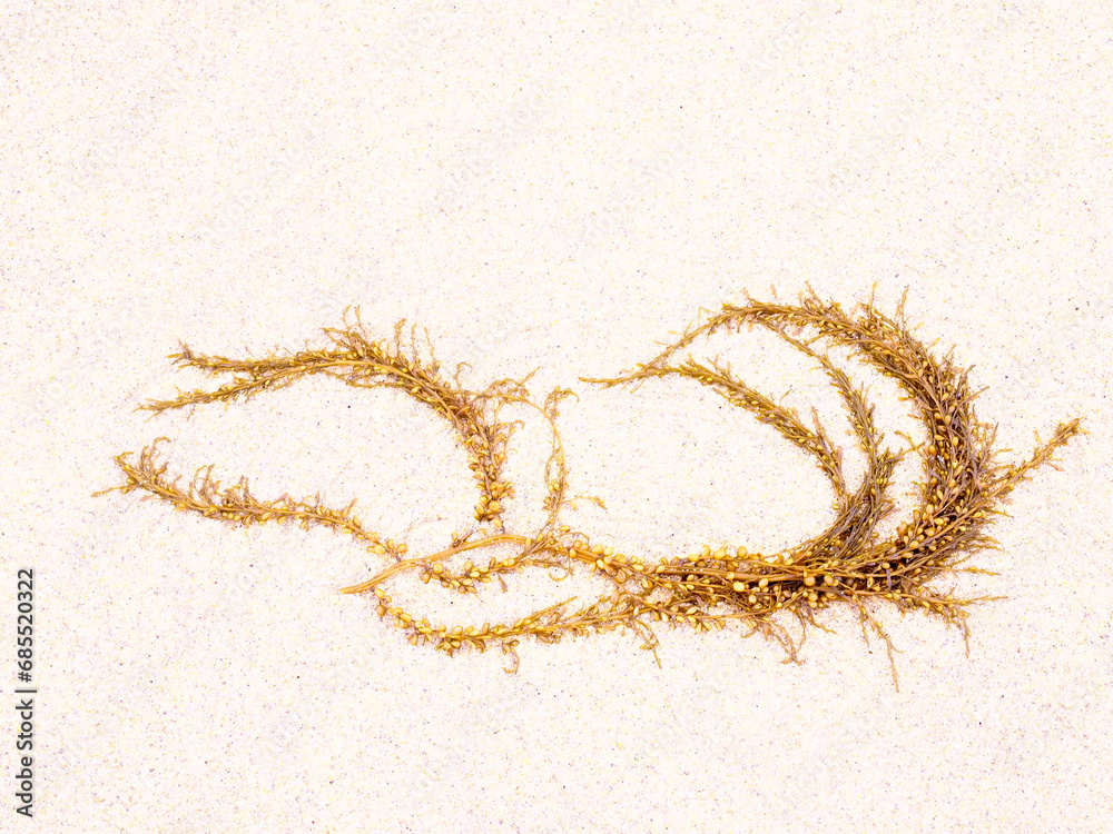 seaweed washed up on the sand of Matosinhos beach, Porto seaweed washed up on the sand of Matosinhos beach, Porto