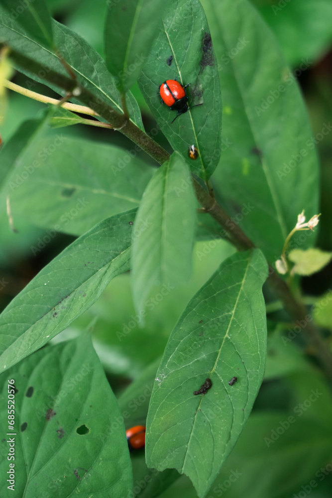 Macro shot of red bugs on a plant