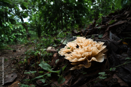 Strange mushroom grows next to a trail between dried leaves photo