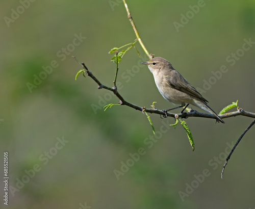 common chiffchaff on the branch