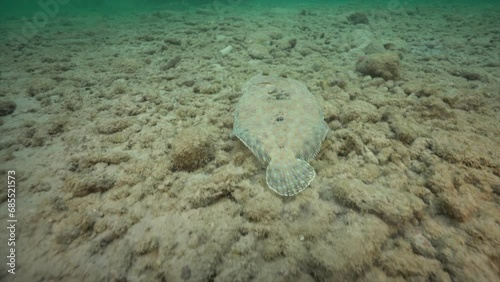 The camera pans towards a peacock flounder resting on the rocky bottom of the Caribbean sea. The fish swims away and encounters a second peacock flounder and they both take off swimming.  photo