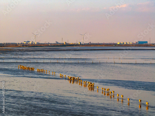 Elks Run in Dafeng Elk National Nature Reserve in Yancheng

