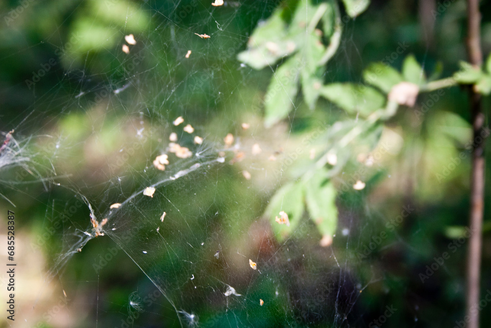 spider web in the forest, macro photo with shallow depth of field spider web in the forest, macro photo with shallow depth of field