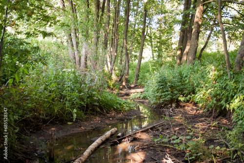 Small stream in the forest on a sunny summer day. Landscape.