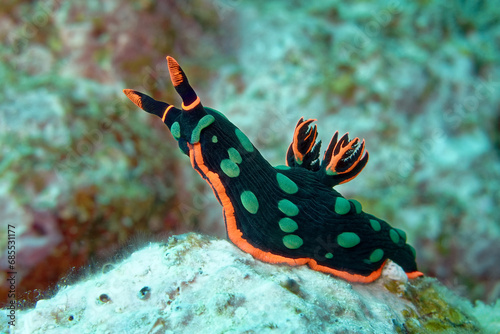 Cuadro en lienzo Variable neon slug / Dusky nembrotha - Nembrotha kubaryana