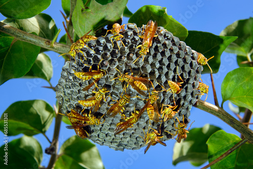 Indian paper wasp nest - Polistes hebraeus photo