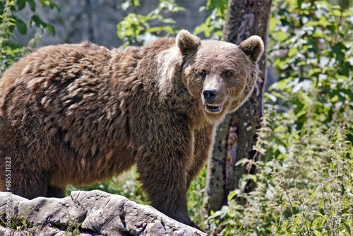 Brown bear - Ursus arctos