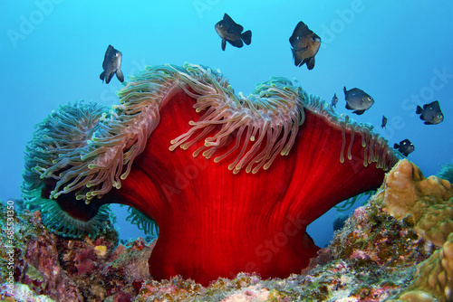 Fotografie Magnificent sea anemone (with Threespot dascyllus) - Heteractis magnifica (with