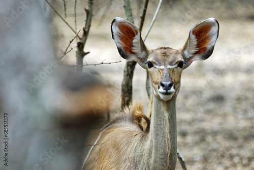 Greater kudu (female) - Tragelaphus strepsiceros photo