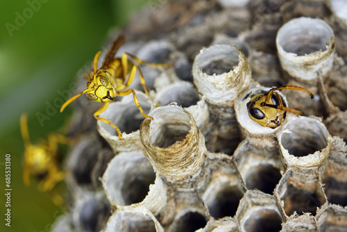 Indian paper wasp - Polistes hebraeus photo