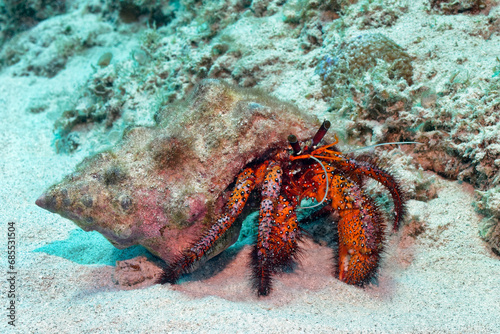 Giant spotted hermit crab - Dardanus megistos