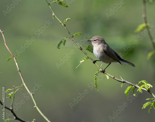 common chiffchaff on branch