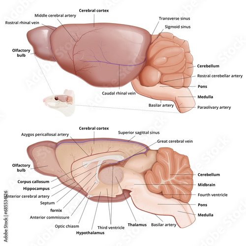 Mouse brain anatomy diagram with annotation. Lateral view and sagittal section of the brain. Medical infographic, isaolated on transparent background. photo