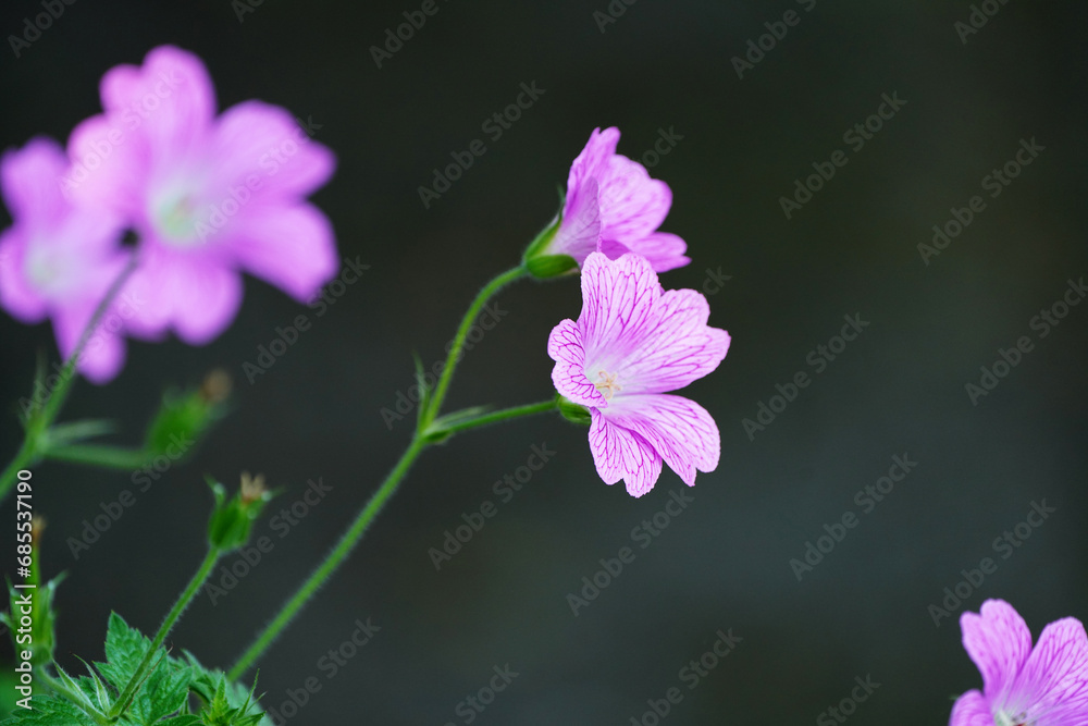 Fototapeta premium Pink cranesbill flowers. Flowering plant close up. Geraniaceae.