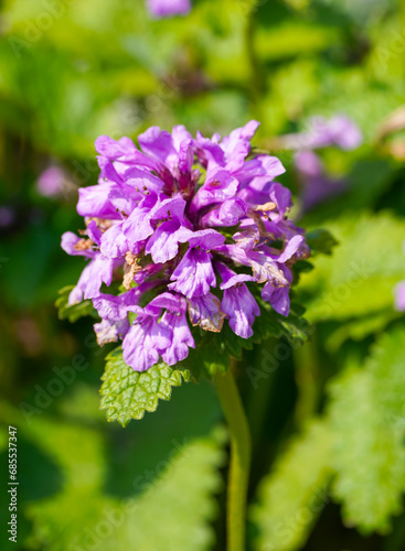 Fototapeta Naklejka Na Ścianę i Meble -  Ziest flowers. Flowering plant close-up. Stachys.